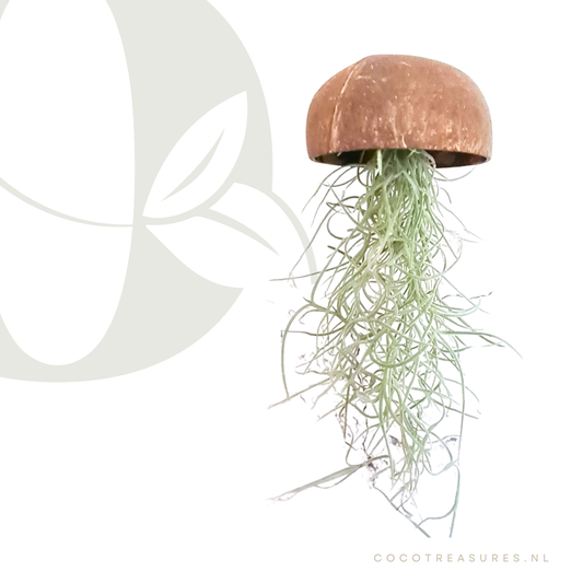 COCO kwalletje | Kokosnoot met luchtplant